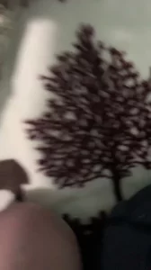 随风飘荡txt